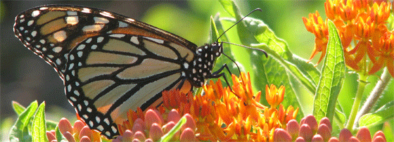 Butterfly3 Butterfly3