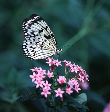 Butterfly4 Butterfly4